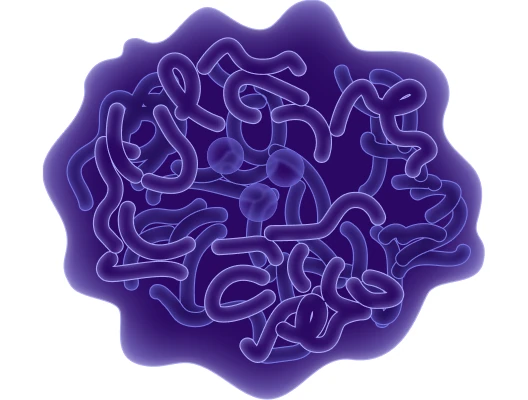Illustration of a human kidney organoid